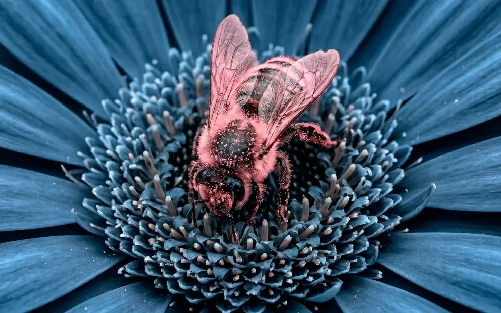 Close-up of a bee covered in pollen on a blue flower